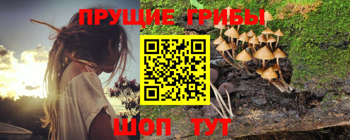 Хабаровск  Псилоцибиновые грибы Psilocybe  Вход с VPN 